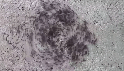 Ants milling